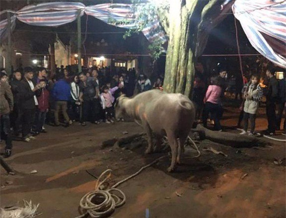 Yên Bái: Lễ hội đền Đông Cuông quây kín bạt giết trâu