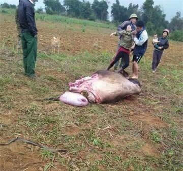 Thông tin mới vụ chặt trộm đùi trâu sắp đẻ ở Hòa Bình