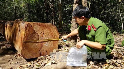 Vụ lâm tặc cướp gỗ ở rừng Chư Pah: Hoàn toàn sai sự thật