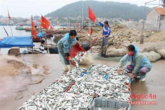 Ngư dân hồ hởi hứng "lộc biển" đầu mùa