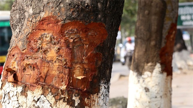 Vụ đục khoét xà cừ ở đường Láng: Đã tìm thấy thủ phạm