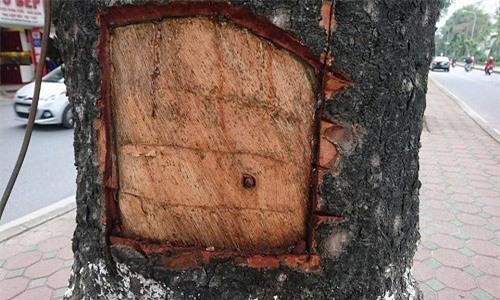 Đục khoét cây xà cừ, cụ ông 80 tuổi bị xử lý như thế nào?