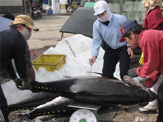 Cá ngừ Việt sang Nhật "kêu cứu"