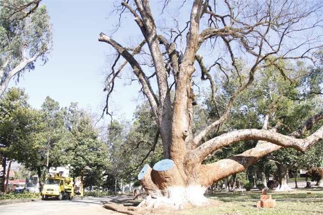 Cây di sản quốc gia đang chết dần vì nấm lạ