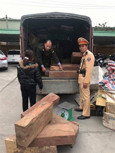 Nữ tài xế chở hơn 900kg gỗ hương lậu đi tiêu thụ