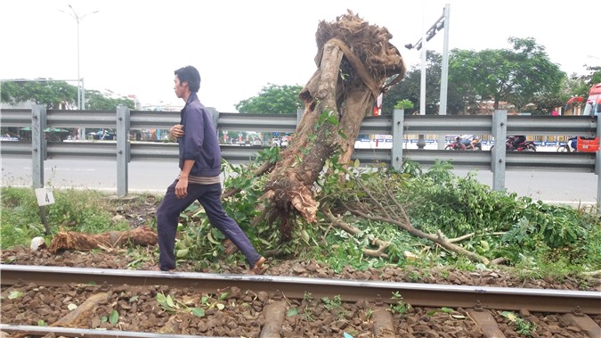 Tàu hỏa đâm gãy đôi cây cổ thụ đang được cẩu giữa đường ray