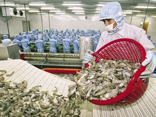 Tôm xuất khẩu sang Hàn Quốc có thể thuộc diện chỉ định kiểm dịch