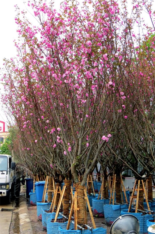 Mai vàng Yên Tử khoe sắc bên lễ hội hoa Anh đào 2017