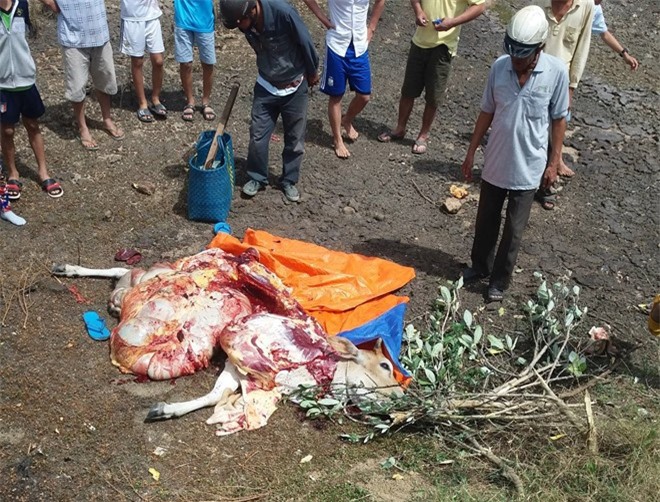 Bắt cặp vợ chồng trộm bò đưa ra gần nghĩa trang xẻ thịt