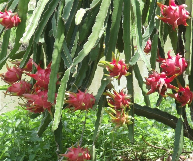 Người dân Lập Thạch thoát nghèo nhờ thanh long ruột đỏ