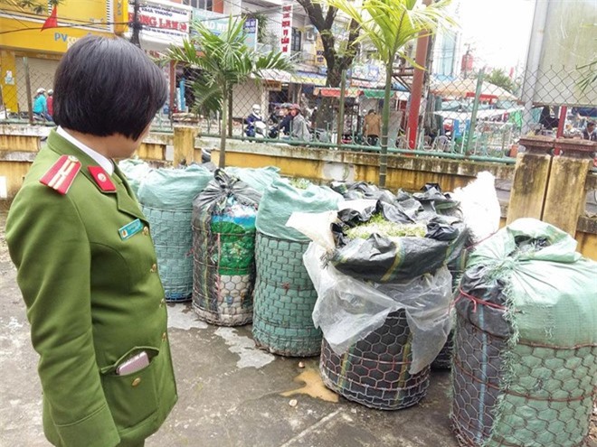 Thu giữ 800 kg tấn giá đỗ ngâm hóa chất kích thích độc hại