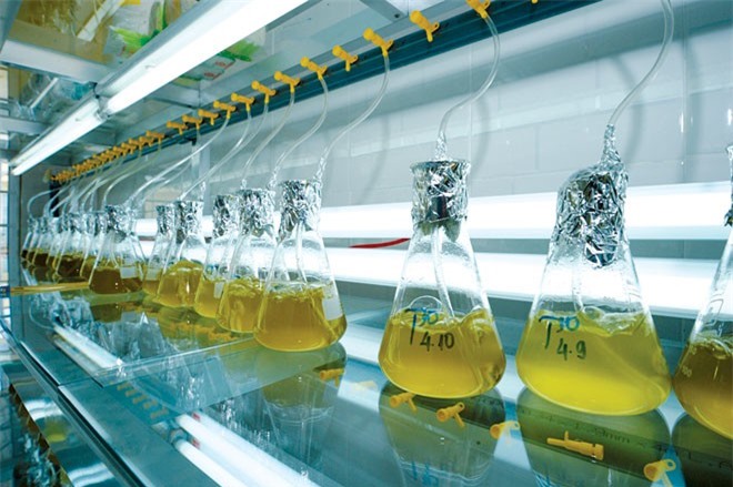 Thủ tướng yêu cầu báo cáo về thuế nhập khẩu trứng Artemia