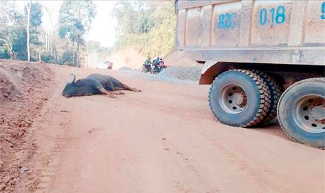 Bò tót gần tấn chết thảm sau khi lao vào đầu xe tải