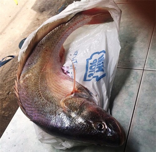 Cá sủ vàng quý hiếm hơn 2 kg trên sông Nhà Bè