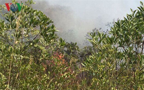 Cháy lớn ở rừng thông tại chùa Lôi Âm, Quảng Ninh