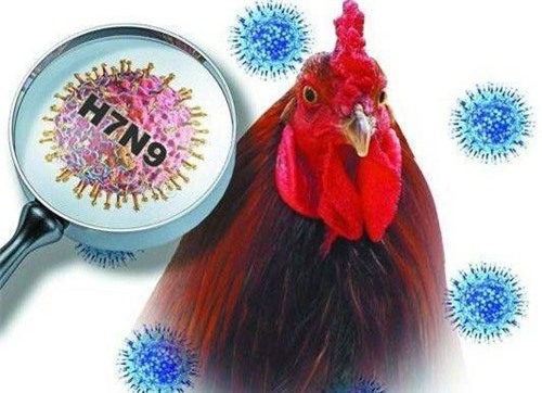 Dịch cúm A (H7N9) bùng phát, Bộ Y tế khuyến cáo người dân phòng bệnh