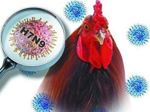 Dịch cúm A (H7N9) bùng phát, Bộ Y tế khuyến cáo người dân phòng bệnh