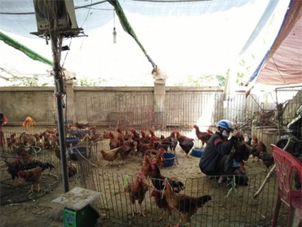 Dịch cúm gia cầm H7N9 có nguy cơ bùng phát, người dân vẫn bàng quan