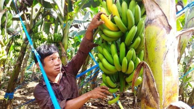 Nông dân Đồng Nai "khốn đốn" vì chuối rớt giá thê thảm