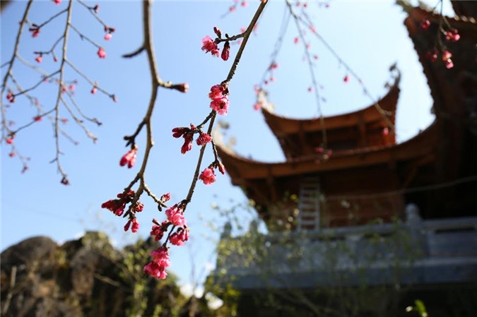 Thoả sức ngắm giống đào hiếm tại Fansipan Legend