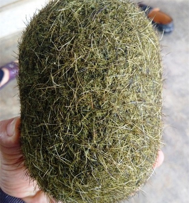 Mổ lợn nái 2 tạ, phát hiện vật thể lạ nghi "trư sa" quý hiếm