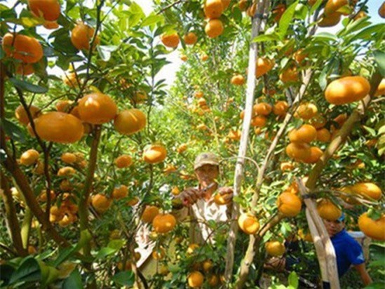 Quýt đường mất giá , nông dân "neo trái" chờ thời cơ