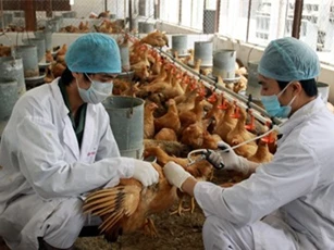 Chưa qua 21 ngày, cả nước đã xuất hiện 13 ổ dịch cúm gia cầm