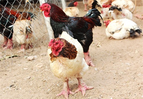 Gà Đông Tảo quý hiếm chết hàng loạt ở Hưng Yên