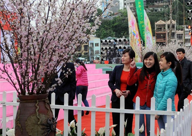  150 cây anh đào và 7.000 cành hoa sẽ triển lãm tại Hà Nội