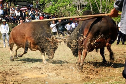 Chồng tổ chức đấu bò, vợ chết thảm vì bị bò húc