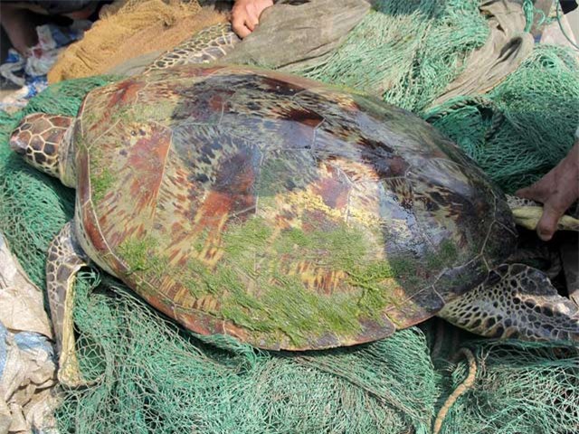Rùa 'khủng' nặng 60kg mắc lưới ngư dân trên sông Lam 