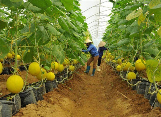 Gói 100.000 tỷ đồng cho nông nghiệp công nghệ cao