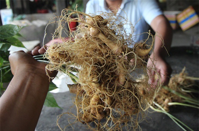 Đã bắt được nghi can trộm 500 gốc sâm Ngọc Linh ở Quảng Nam