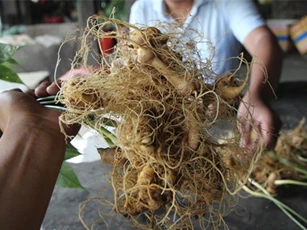 Đã bắt được nghi can trộm 500 gốc sâm Ngọc Linh ở Quảng Nam