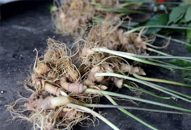 Trộm hơn 500 gốc sâm Ngọc Linh: Toàn cảnh vụ việc 