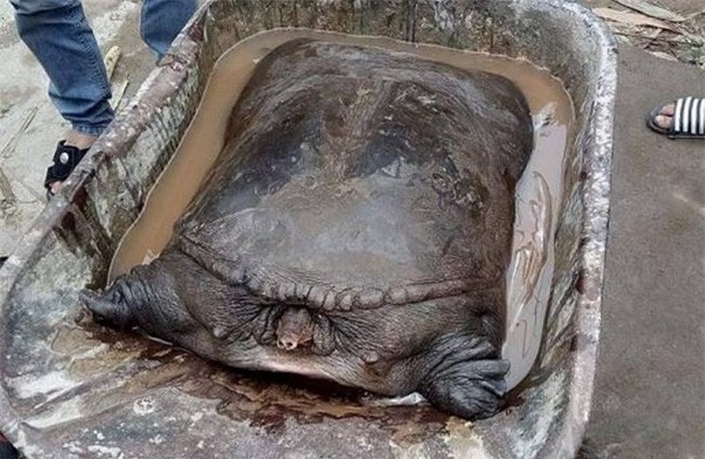 Đi đổ rác, nam thanh niên bắt được 2 con ba ba 'khủng' nặng 50kg