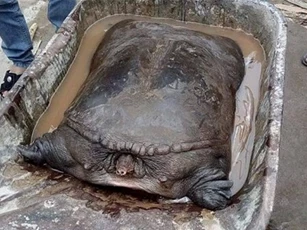 Đi đổ rác, nam thanh niên bắt được 2 con ba ba 'khủng' nặng 50kg