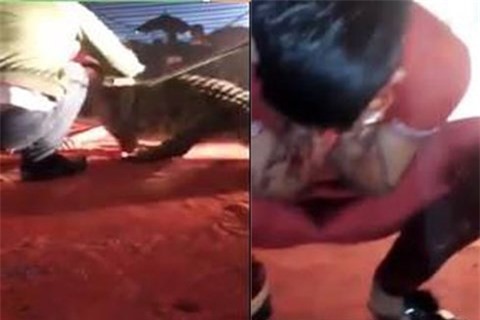 Diễn viên xiếc bị cá sấu cắn rách mặt khi đang trình diễn