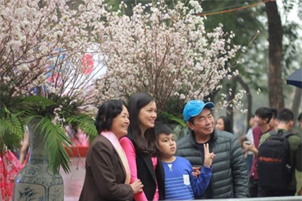 Lễ hội hoa anh đào tại Hà Nội kéo dài thêm 1 ngày