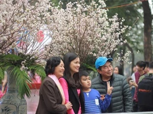 Lễ hội hoa anh đào tại Hà Nội kéo dài thêm 1 ngày