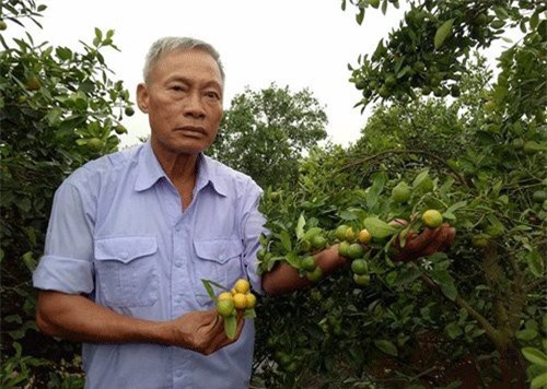 Dân Thanh Hà 'điêu đứng' vì quất không có đầu ra