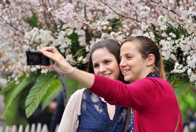 Lễ hội hoa anh đào Hà Nội "hút" khách nước ngoài