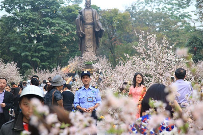 Lễ hội hoa anh đào Hà Nội kéo dài đến ngày 14/3