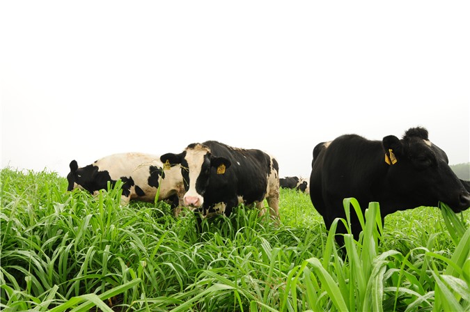 Bước đi đột phá trong ngành chăn nuôi