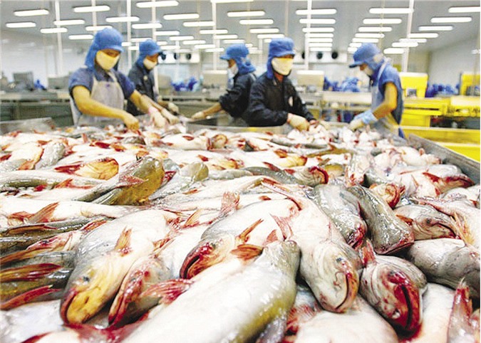 Cá tra Việt sang Trung Quốc: Mừng lắm, lo nhiều