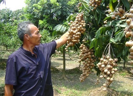 Hà Nội đồng ý chỉ dẫn địa lý cho giống nhãn chín muộn