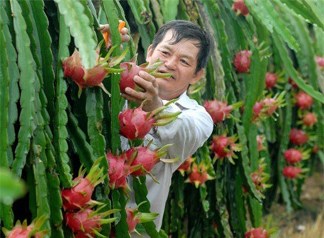 Làm rõ tin Ấn Độ tạm ngừng nhập một số nông sản Việt Nam