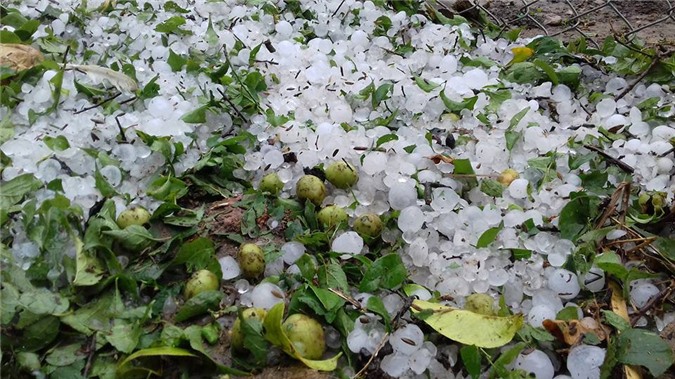 Hình ảnh mưa đá trắng trời xuất hiện ở Lai Châu