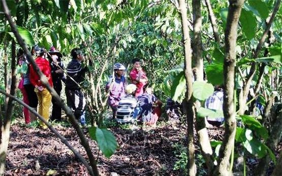 Phát hiện nam thanh niên chết bất thường trong vườn cà phê