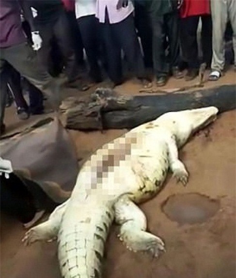 Bàng hoàng phát hiện thi thể bé trai trong bụng cá sấu